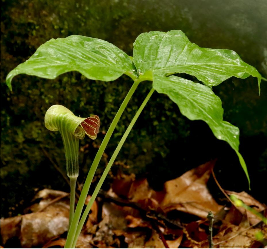 Jack in the Pulpit not found