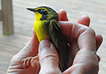 Kentucky warbler