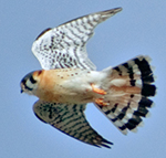 american kestrel