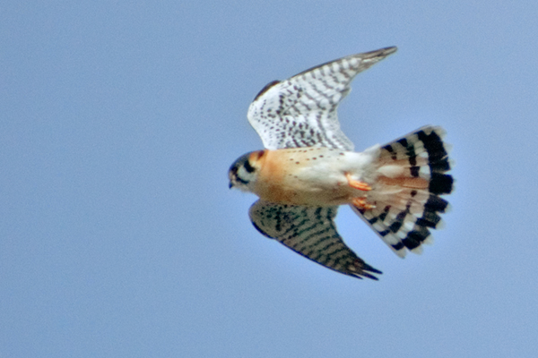 American Kestrel