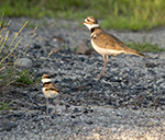 killdeer