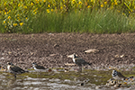 golden plover