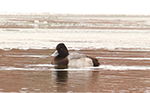 lesser scaup