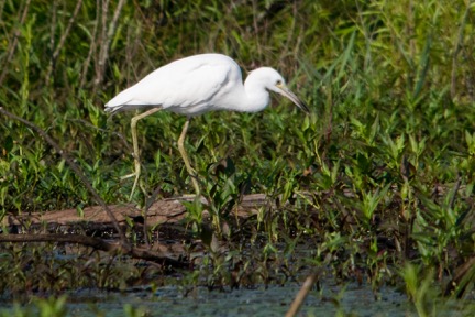 Little Blue Heron