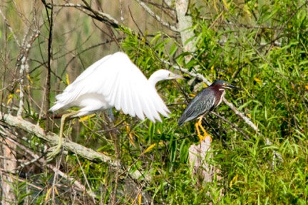 Little Blue and Green Herons