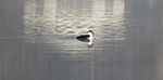 common loon