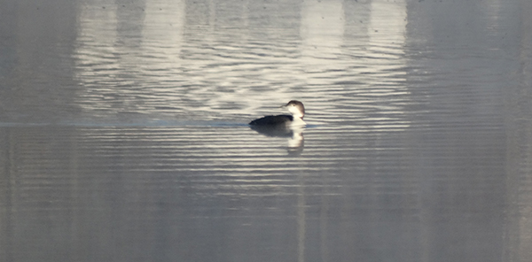 Common Loon