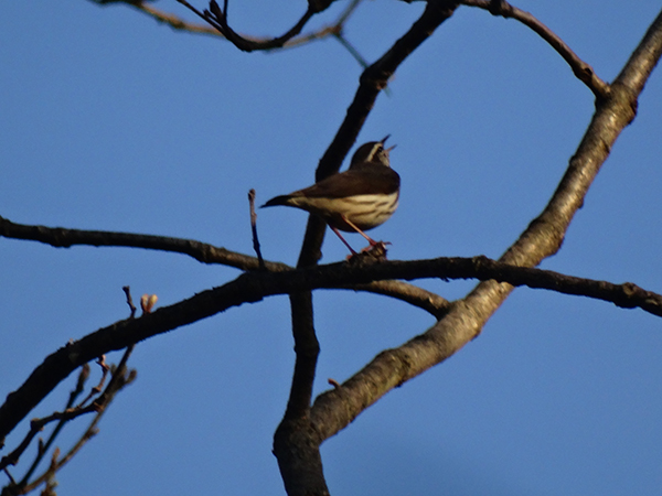 Louisiana Waterthrush