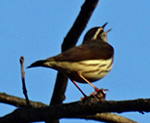 louisiana waterthrush