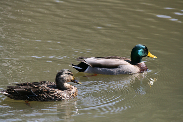 Mallard