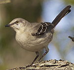 northern mockingbird