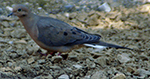 mourning dove