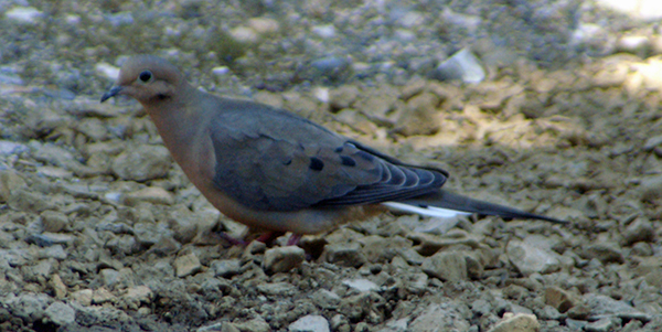 Mourning Dove