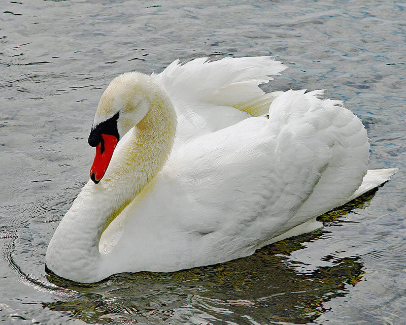 Mute Swan