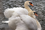 mute swan