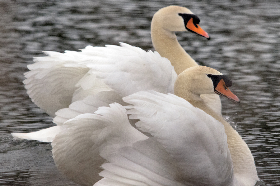 Mute Swan