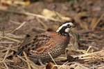 northern bobwhite