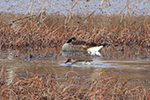 northern pintail