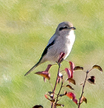 northern shrike