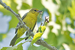 orchard oriole