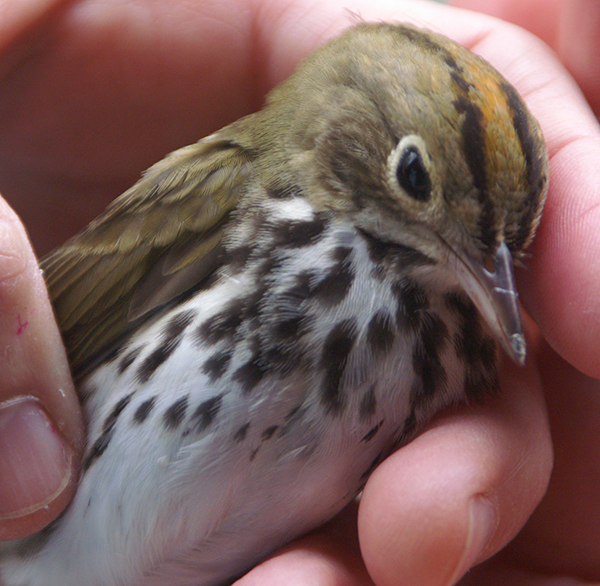 Ovenbird