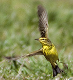 Palm warbler