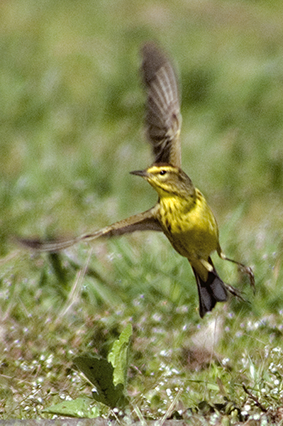 Palm Warbler