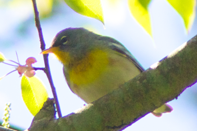 Parula