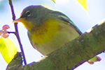 northern parula