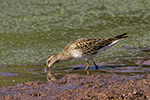 pectoral sandpiper