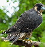 peregrine falcon