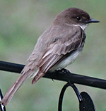 eastern phoebe