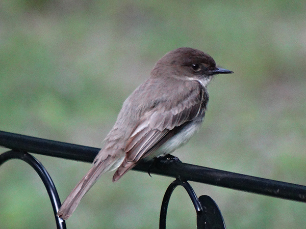 Eastern Phoebe