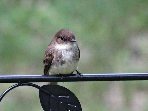 Eastern Phoebe