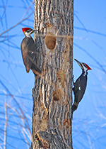 pileated Woodpecker