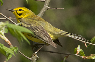 Prairie warbler