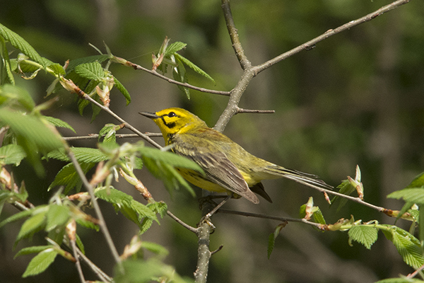 Prairie Warbler