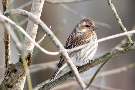 Immature Purple Finch