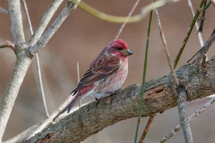 Male Purple Finch