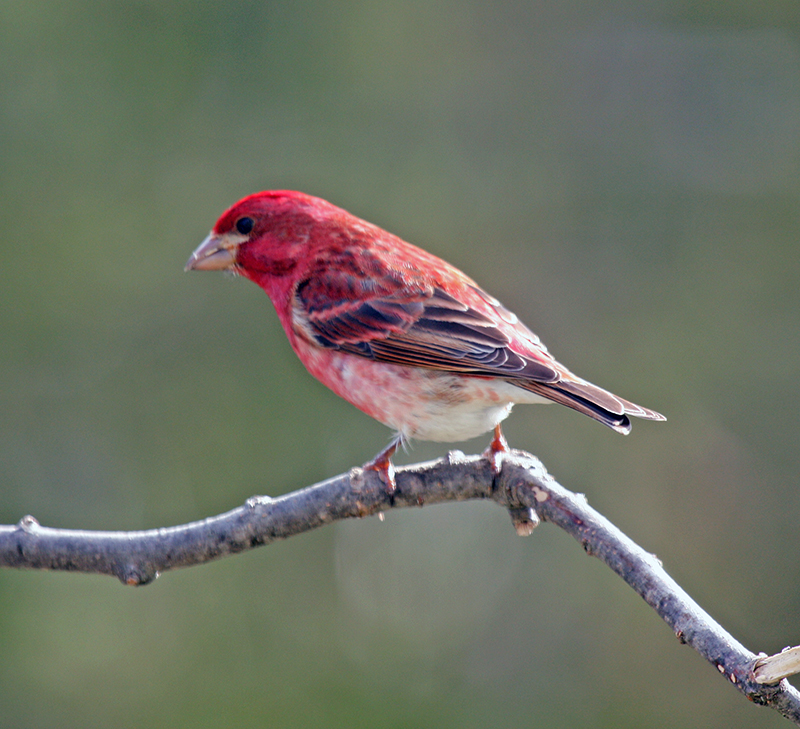 Male Purple Finch