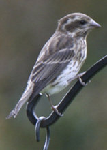 purple finch