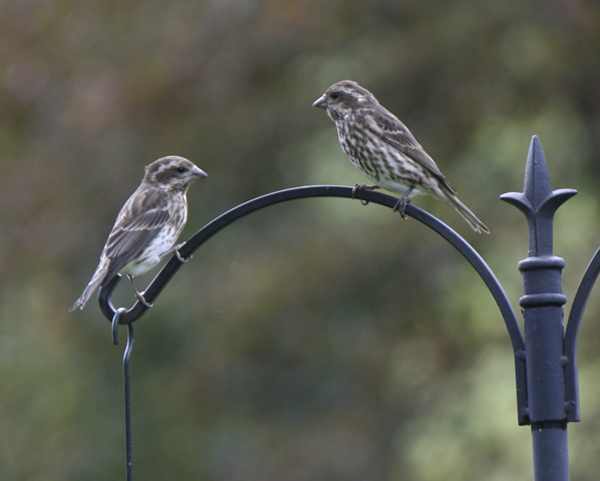 Purple Finch