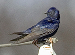 purple martin