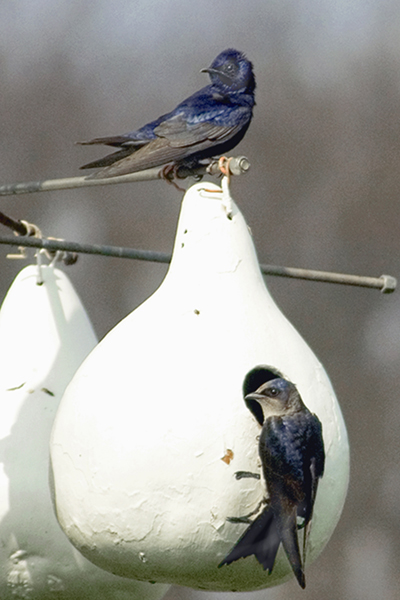 Purple Martin