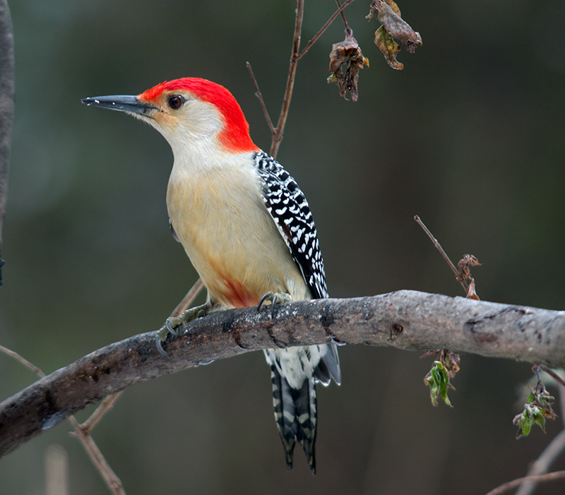 Red-bellied Woodpecker