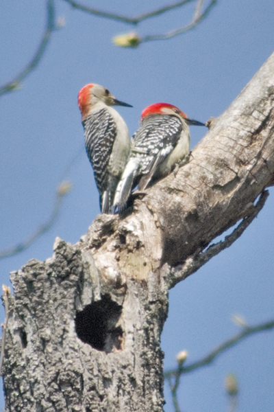 Red-bellied Woodpecker