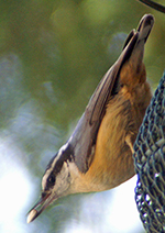 red-breasted nuthatch