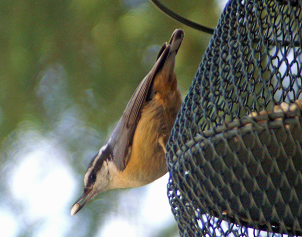 Red-breasted Nuthatch