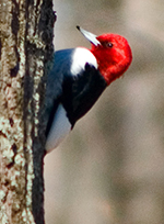 Red-headed Woodpecker