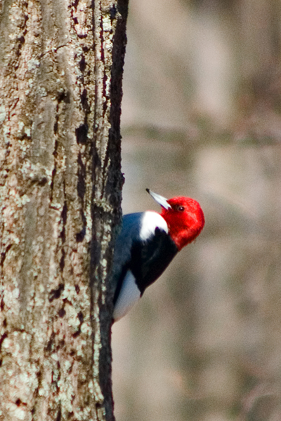 Red-headed Woodpecker